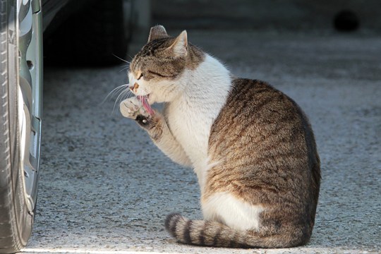 太田区のねこ