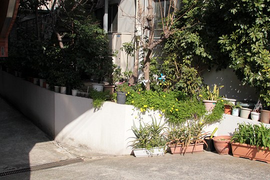 太田区のねこ