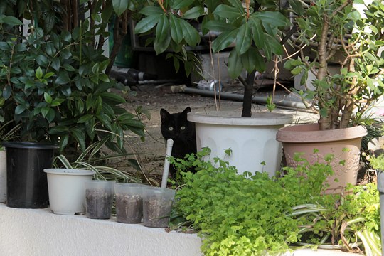 太田区のねこ