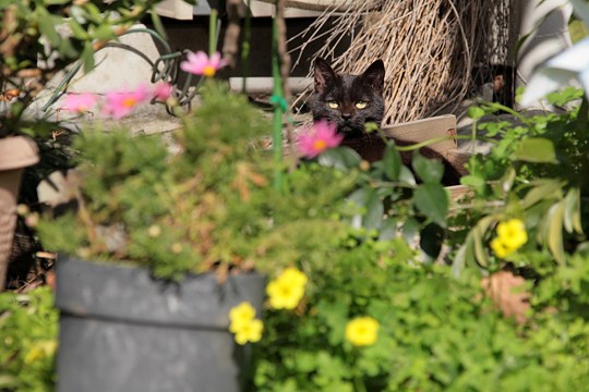 太田区のねこ