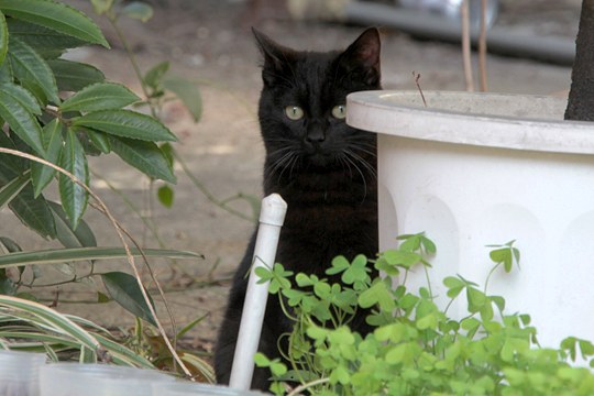 太田区のねこ