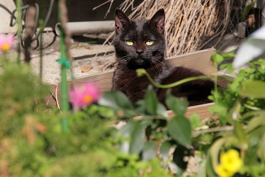 太田区のねこ