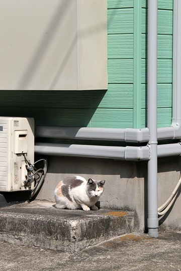 太田区のねこ