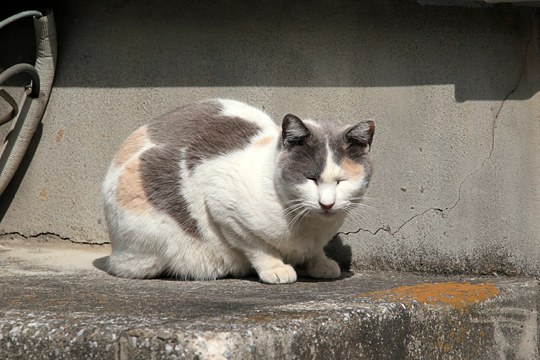 太田区のねこ