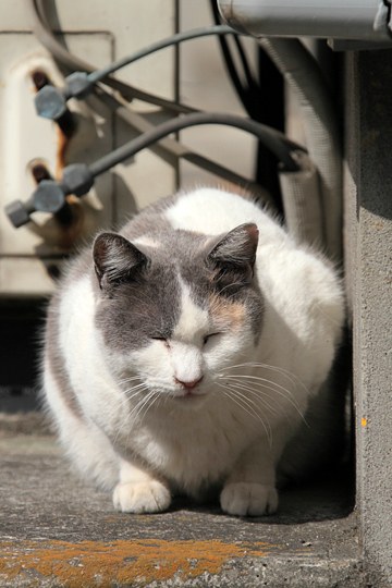 太田区のねこ