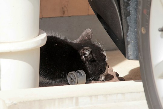 太田区のねこ