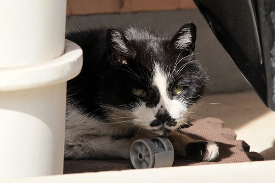 太田区のねこ