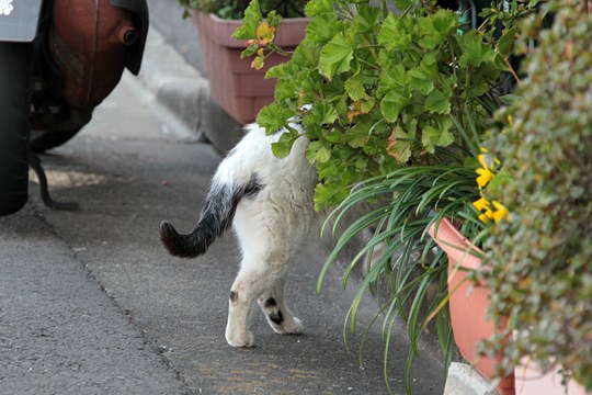 太田区のねこ