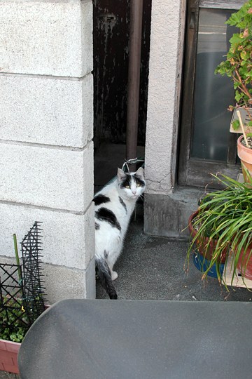 太田区のねこ