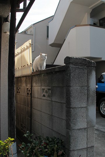 太田区のねこ