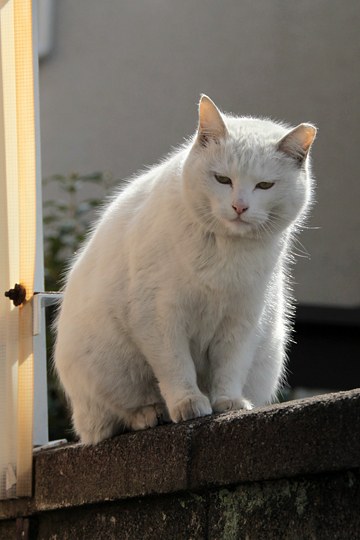 太田区のねこ