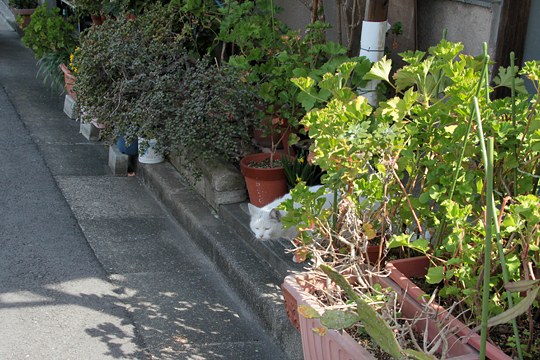 太田区のねこ