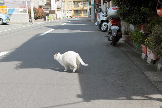 太田区のねこ