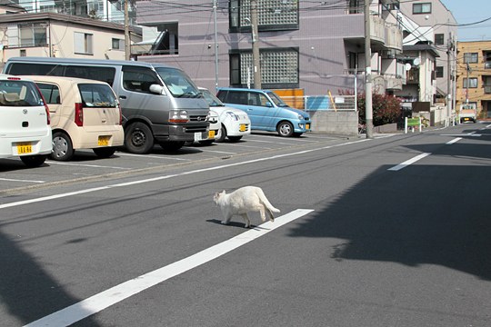 太田区のねこ