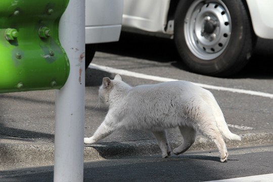 太田区のねこ