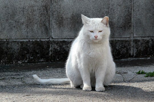 太田区のねこ