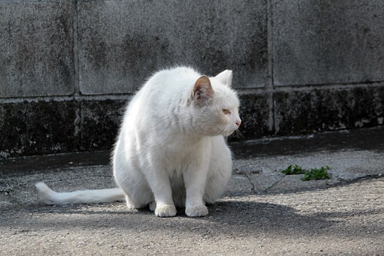 太田区のねこ