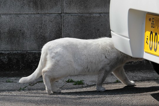 太田区のねこ