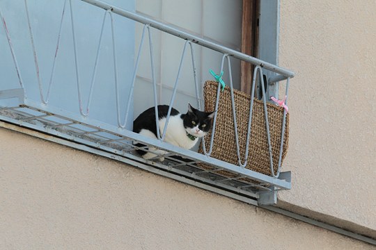 太田区のねこ