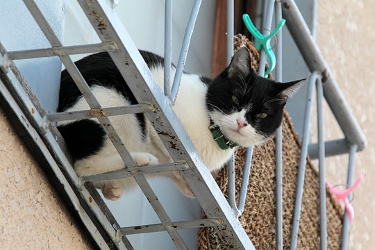 太田区のねこ