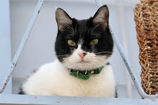 太田区のねこ