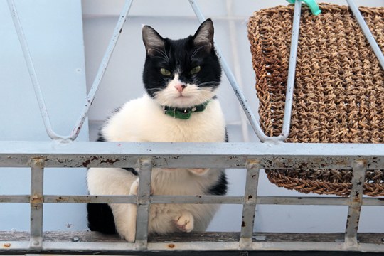 太田区のねこ