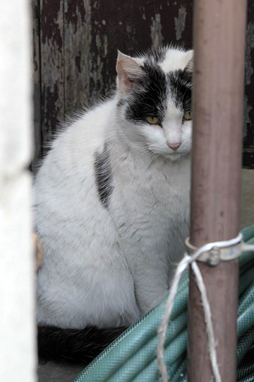 太田区のねこ