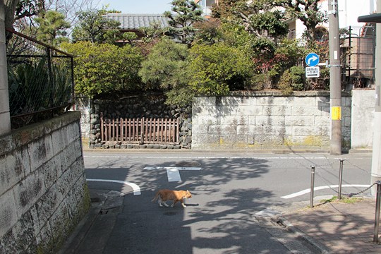 太田区のねこ