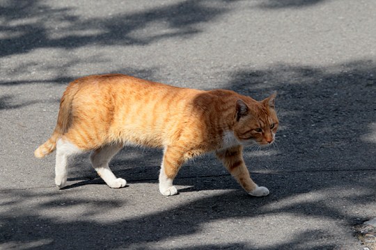 太田区のねこ