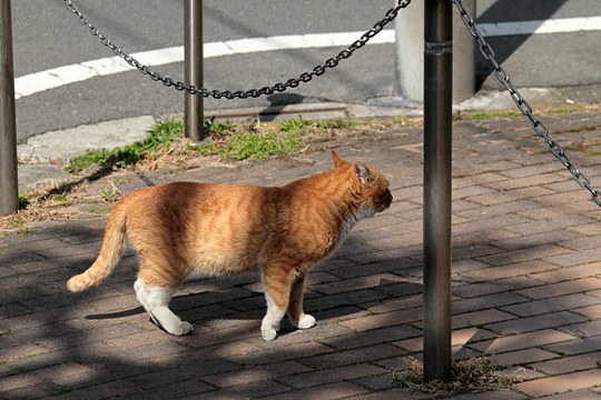 太田区のねこ