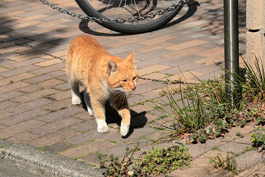 太田区のねこ
