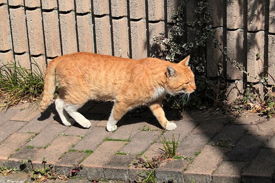 太田区のねこ