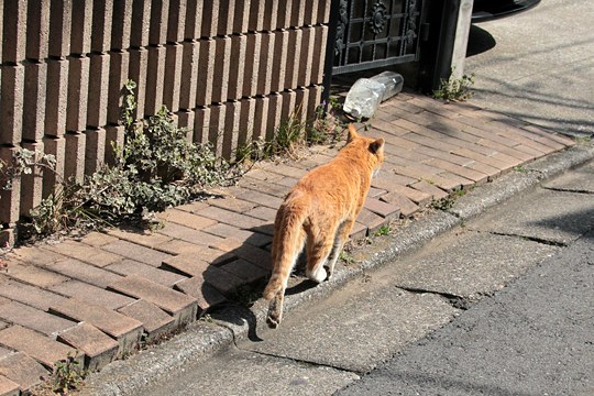 太田区のねこ