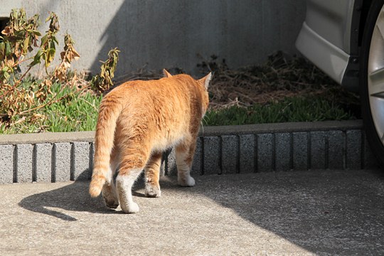 太田区のねこ