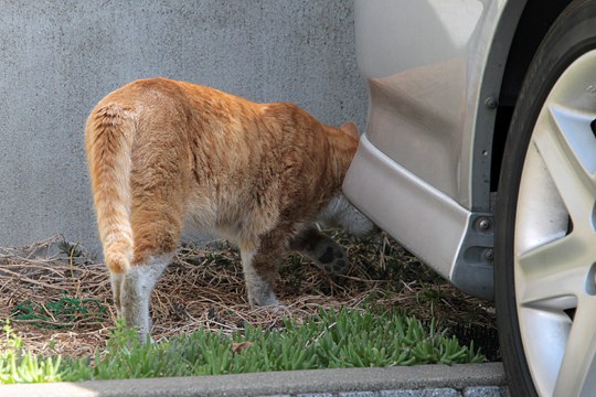 太田区のねこ