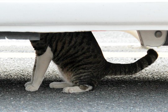 太田区のねこ