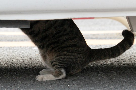 太田区のねこ