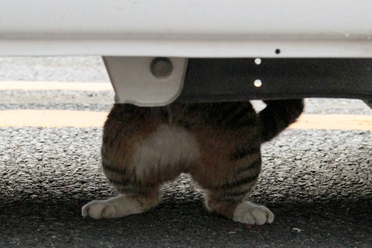 太田区のねこ