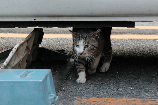 太田区のねこ