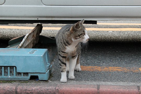 太田区のねこ