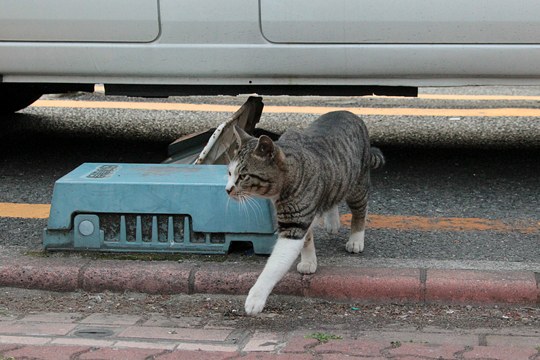 太田区のねこ