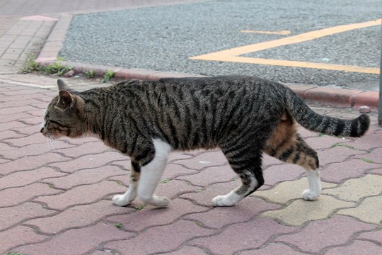 太田区のねこ