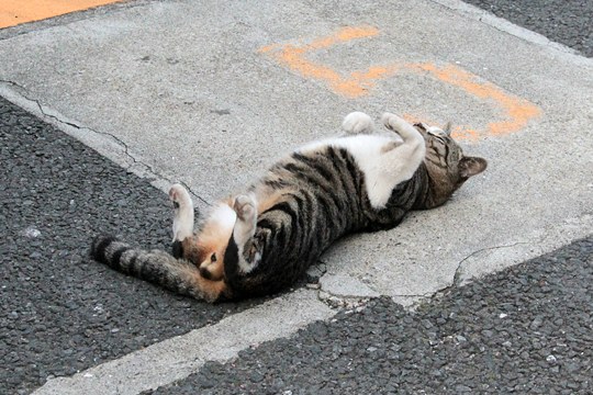 太田区のねこ