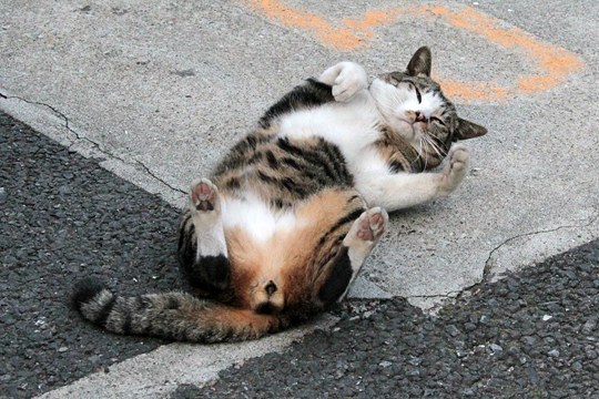 太田区のねこ