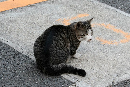 太田区のねこ