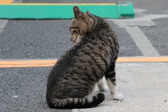 太田区のねこ