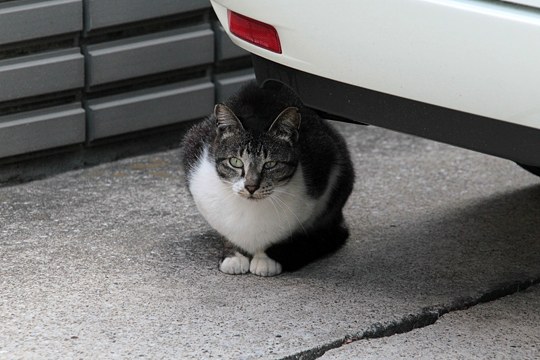 太田区のねこ