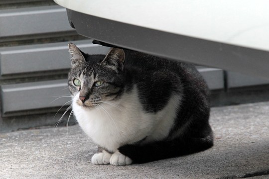 太田区のねこ