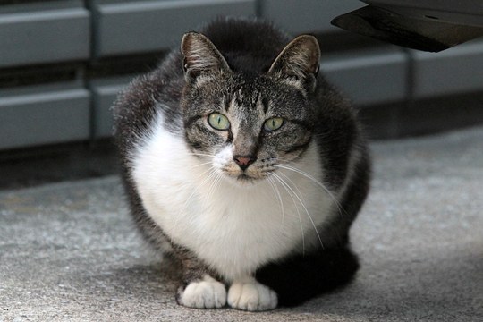 太田区のねこ