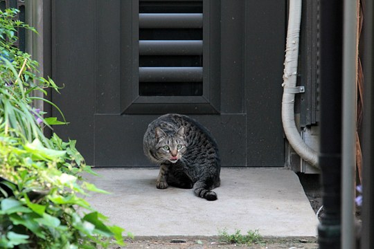 太田区のねこ